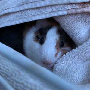 Meet your Posher, Emma